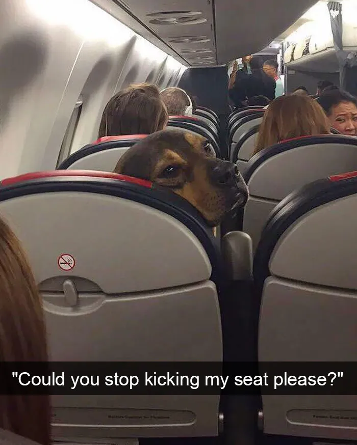 166 Hilarious Dog Snapchats That Are Impawsible Not To Laugh At (Part 2)