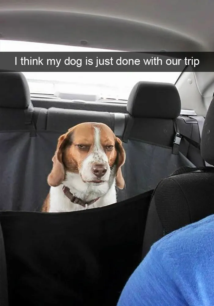 166 Hilarious Dog Snapchats That Are Impawsible Not To Laugh At (Part 2)