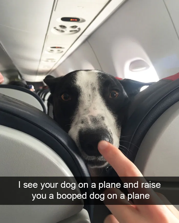 166 Hilarious Dog Snapchats That Are Impawsible Not To Laugh At (Part 2)