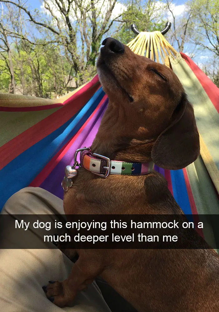 166 Hilarious Dog Snapchats That Are Impawsible Not To Laugh At (Part 2)