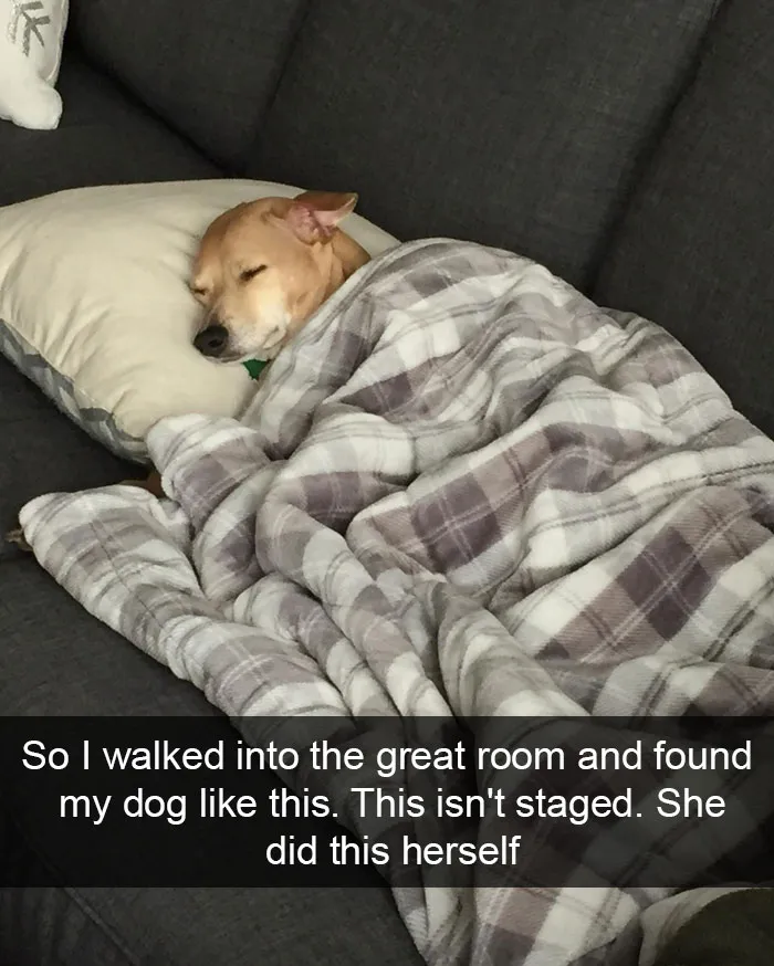 166 Hilarious Dog Snapchats That Are Impawsible Not To Laugh At (Part 2)