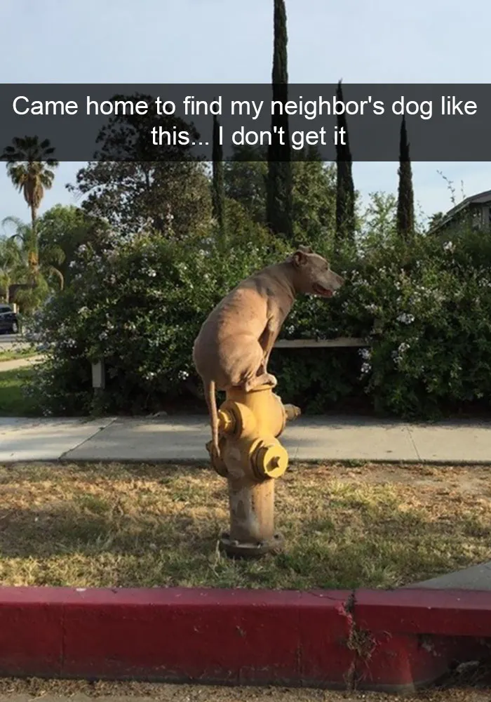166 Hilarious Dog Snapchats That Are Impawsible Not To Laugh At (Part 2)