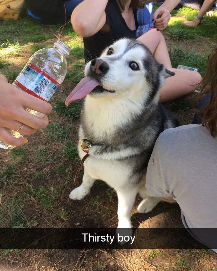 166 Hilarious Dog Snapchats That Are Impawsible Not To Laugh At (Part 2)