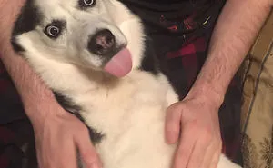 166 Hilarious Dog Snapchats That Are Impawsible Not To Laugh At (Part 2)