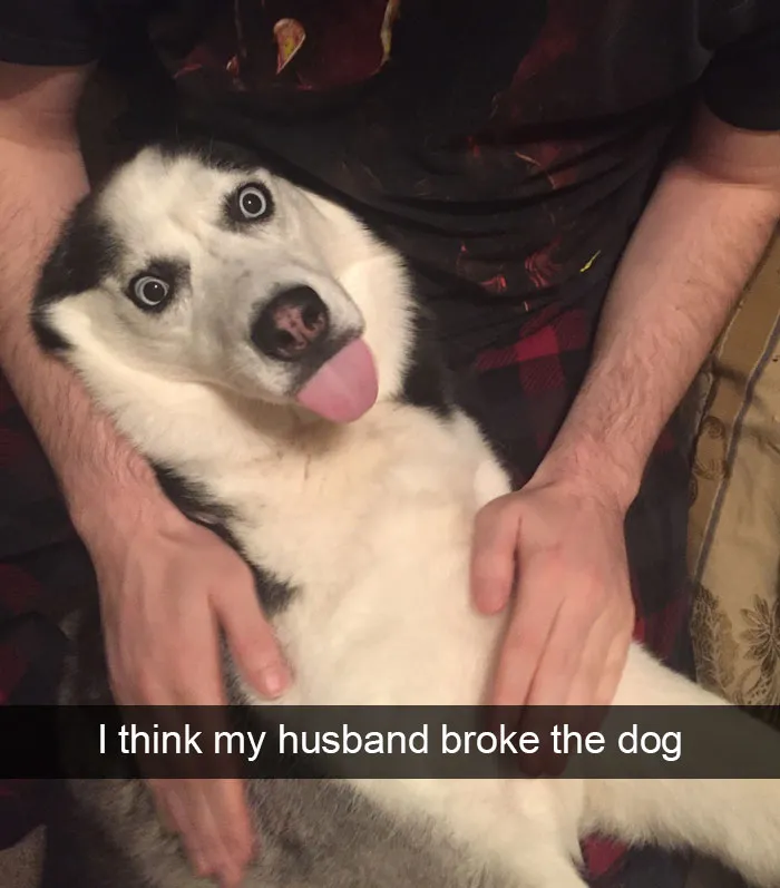 Hilarious Dog Snapchats