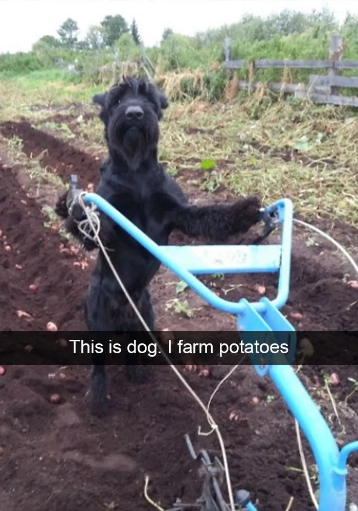 166 Hilarious Dog Snapchats That Are Impawsible Not To Laugh At (Part 2)