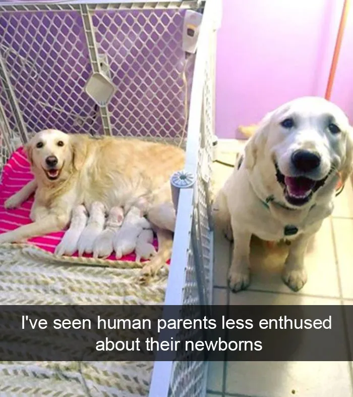 166 Hilarious Dog Snapchats That Are Impawsible Not To Laugh At (Part 2)