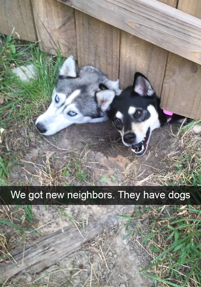 166 Hilarious Dog Snapchats That Are Impawsible Not To Laugh At (Part 2)