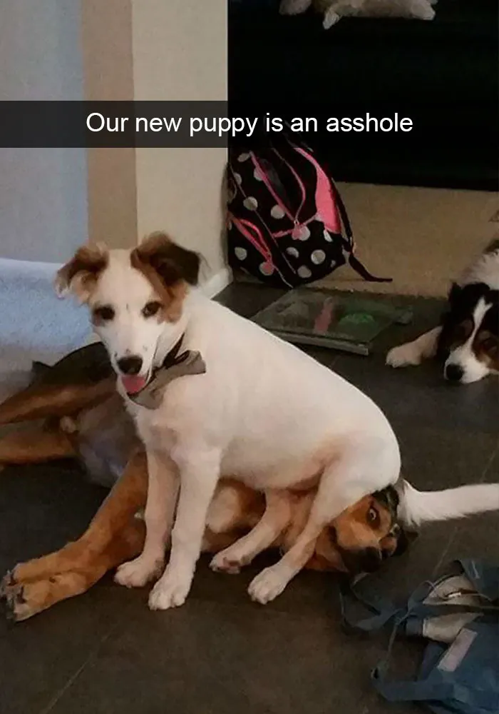 166 Hilarious Dog Snapchats That Are Impawsible Not To Laugh At (Part 2)