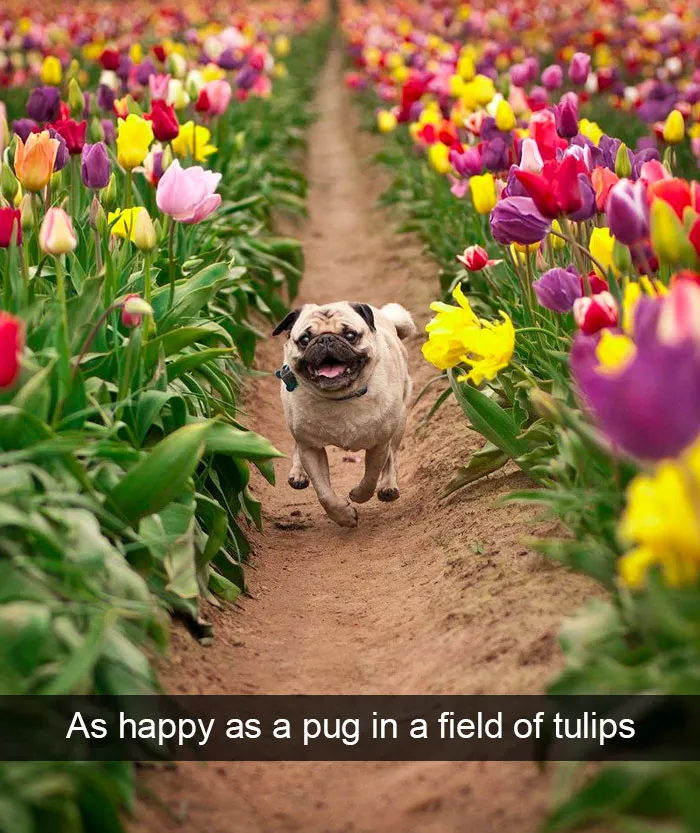 166 Hilarious Dog Snapchats That Are Impawsible Not To Laugh At (Part 2)