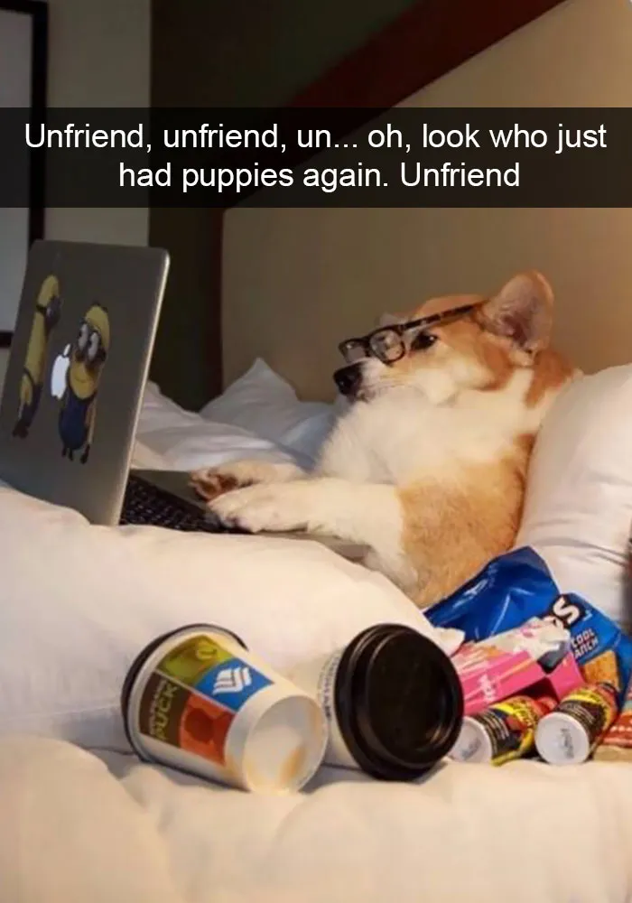 166 Hilarious Dog Snapchats That Are Impawsible Not To Laugh At (Part 2)