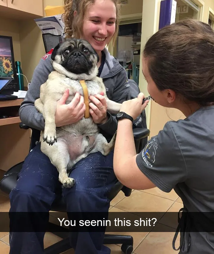 166 Hilarious Dog Snapchats That Are Impawsible Not To Laugh At (Part 2)