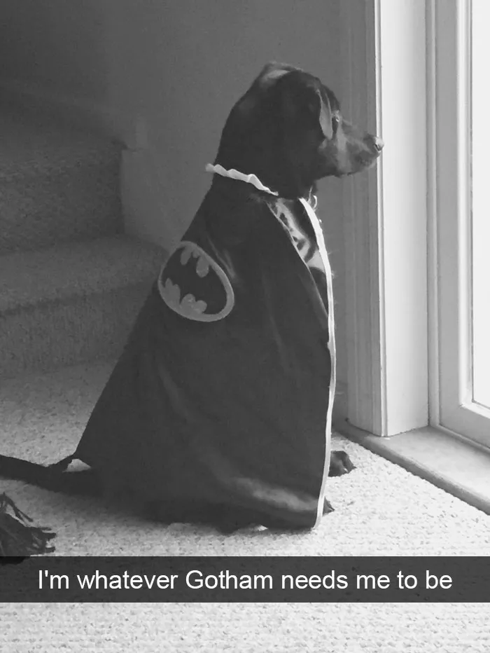 166 Hilarious Dog Snapchats That Are Impawsible Not To Laugh At (Part 2)