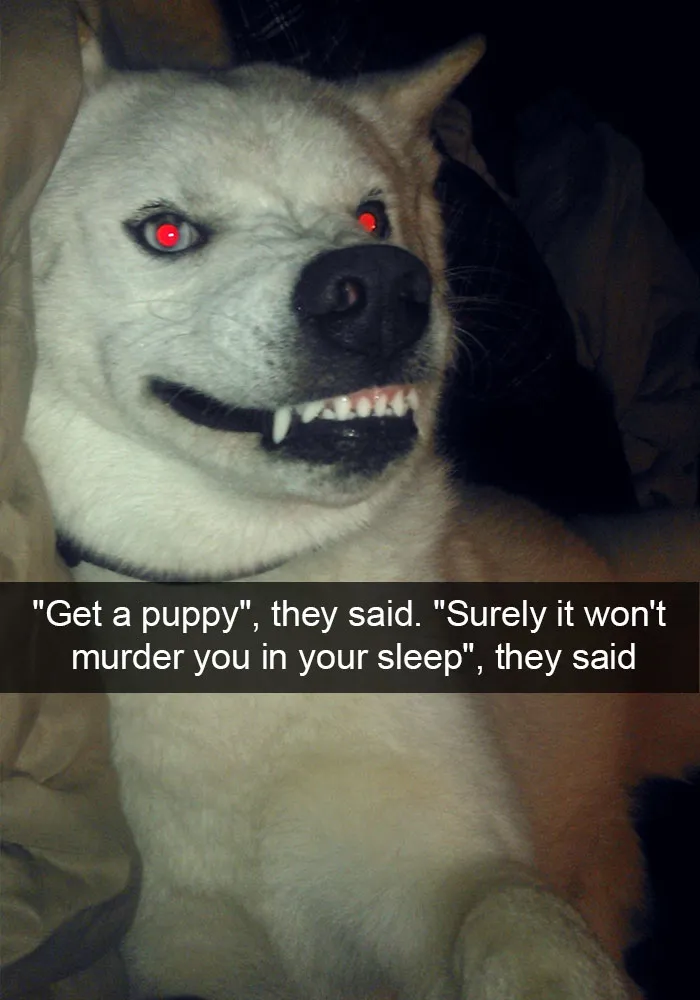166 Hilarious Dog Snapchats That Are Impawsible Not To Laugh At (Part 2)