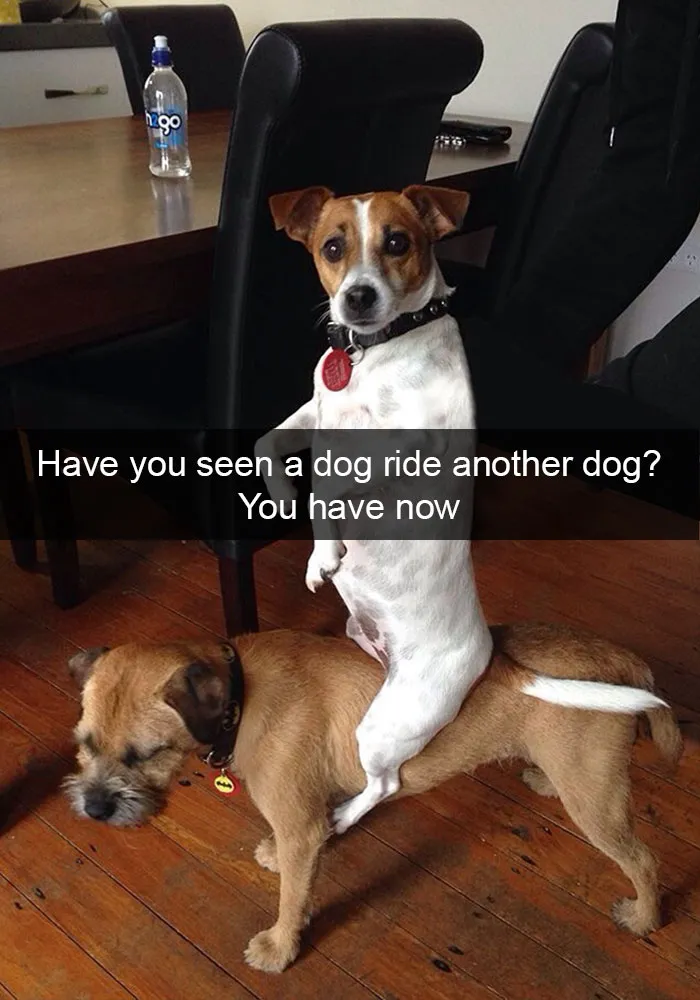 166 Hilarious Dog Snapchats That Are Impawsible Not To Laugh At (Part 2)