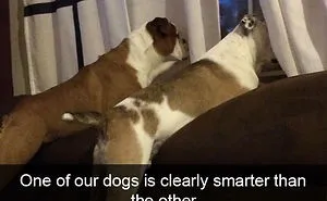 166 Hilarious Dog Snapchats That Are Impawsible Not To Laugh At (Part 2)