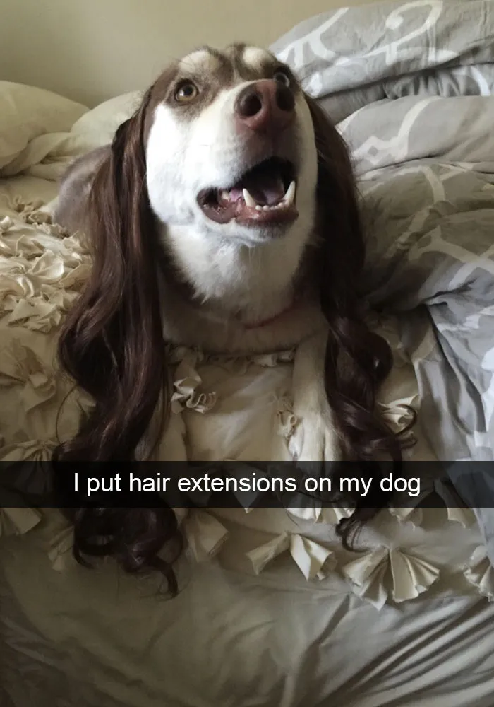 166 Hilarious Dog Snapchats That Are Impawsible Not To Laugh At (Part 2)