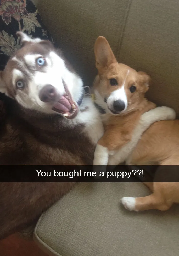166 Hilarious Dog Snapchats That Are Impawsible Not To Laugh At (Part 2)