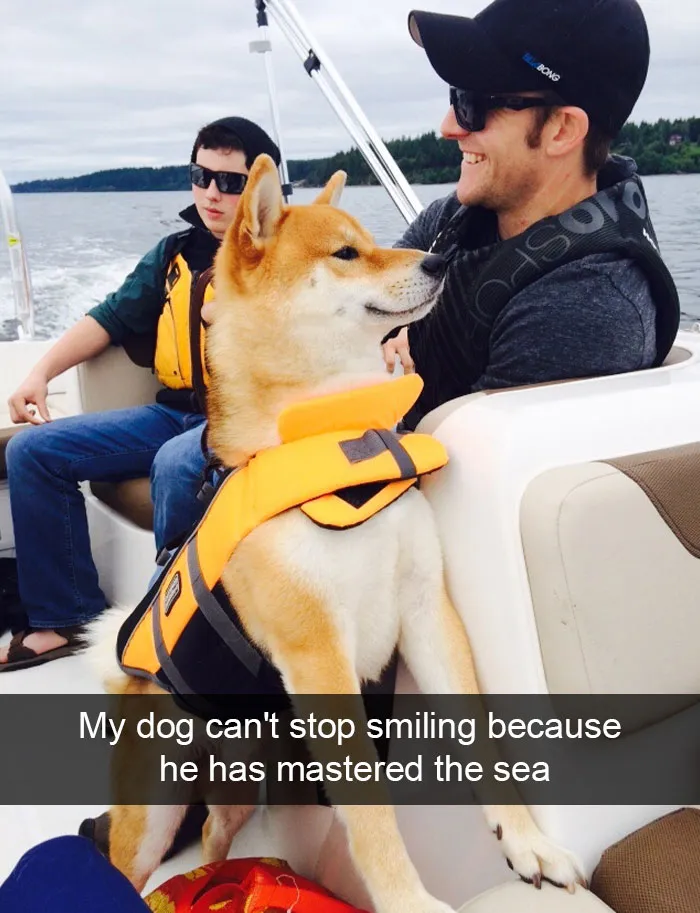 166 Hilarious Dog Snapchats That Are Impawsible Not To Laugh At (Part 2)