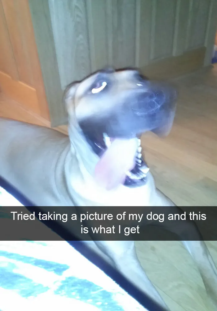 166 Hilarious Dog Snapchats That Are Impawsible Not To Laugh At (Part 2)