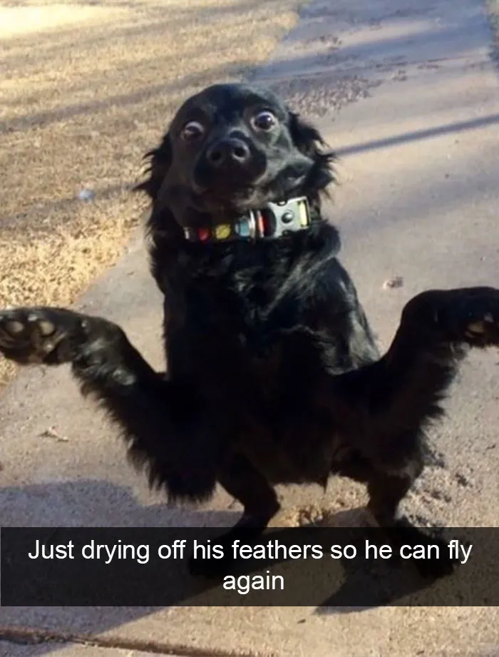 166 Hilarious Dog Snapchats That Are Impawsible Not To Laugh At (Part 2)