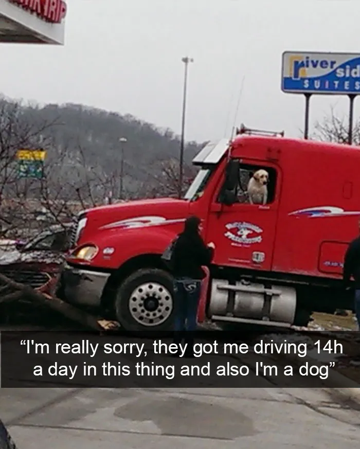 166 Hilarious Dog Snapchats That Are Impawsible Not To Laugh At (Part 2)