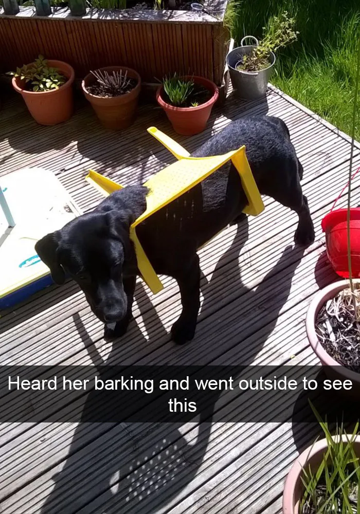 166 Hilarious Dog Snapchats That Are Impawsible Not To Laugh At (Part 2)