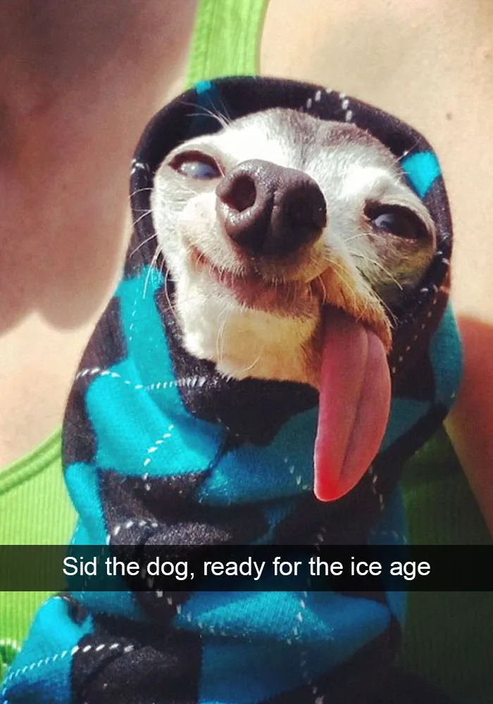 166 Hilarious Dog Snapchats That Are Impawsible Not To Laugh At (Part 2)