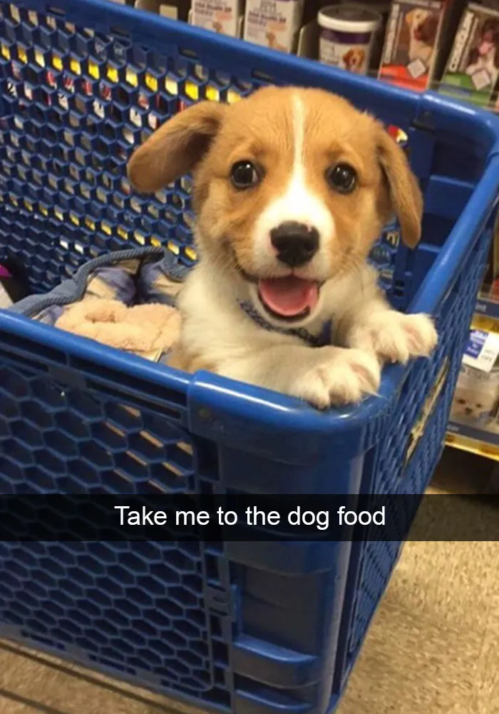 166 Hilarious Dog Snapchats That Are Impawsible Not To Laugh At (Part 2)