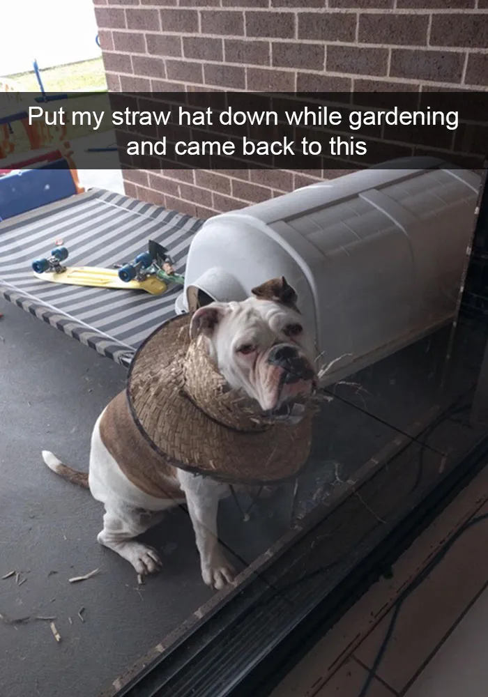 166 Hilarious Dog Snapchats That Are Impawsible Not To Laugh At (Part 2)