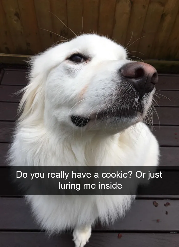 166 Hilarious Dog Snapchats That Are Impawsible Not To Laugh At (Part 2)