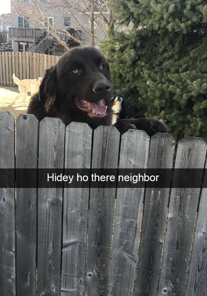 166 Hilarious Dog Snapchats That Are Impawsible Not To Laugh At (Part 2)