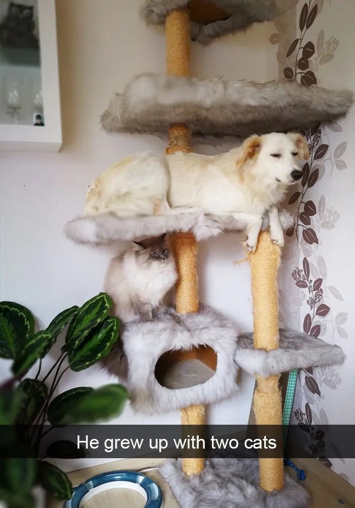 166 Hilarious Dog Snapchats That Are Impawsible Not To Laugh At (Part 2)