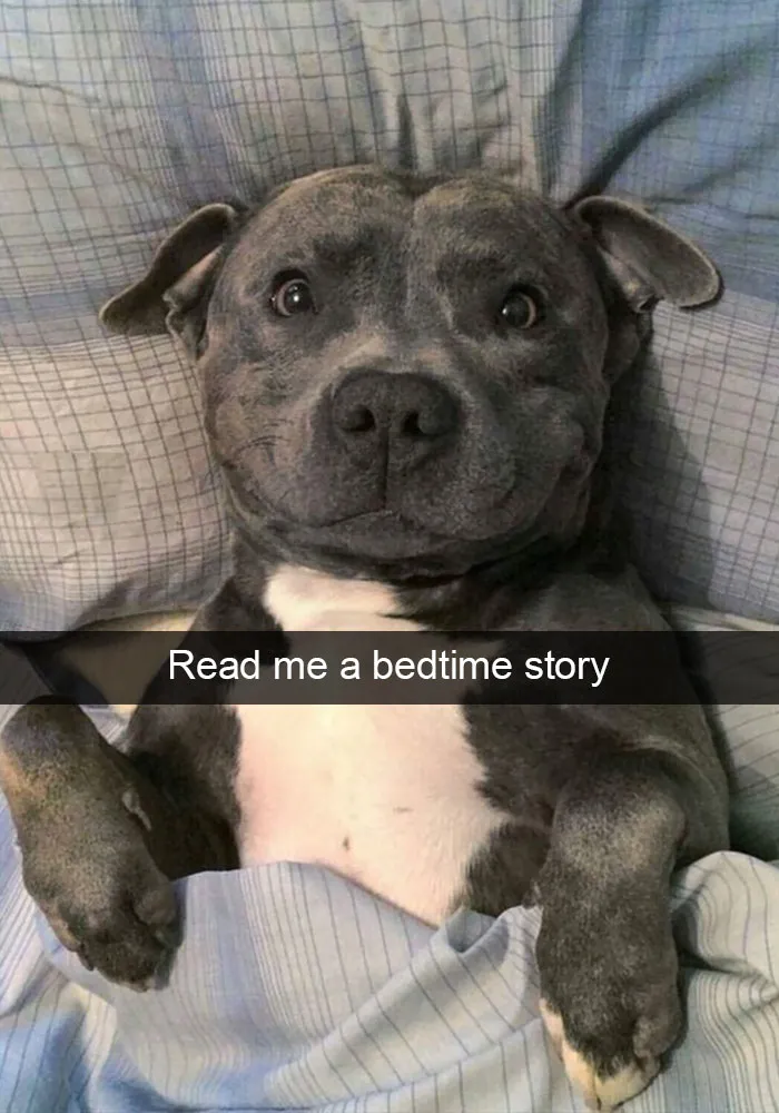 166 Hilarious Dog Snapchats That Are Impawsible Not To Laugh At (Part 2)