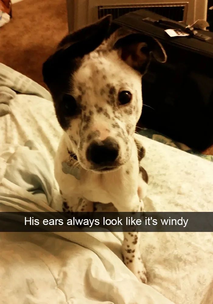 166 Hilarious Dog Snapchats That Are Impawsible Not To Laugh At (Part 2)