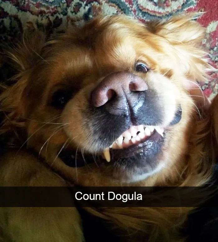 166 Hilarious Dog Snapchats That Are Impawsible Not To Laugh At (Part 2)