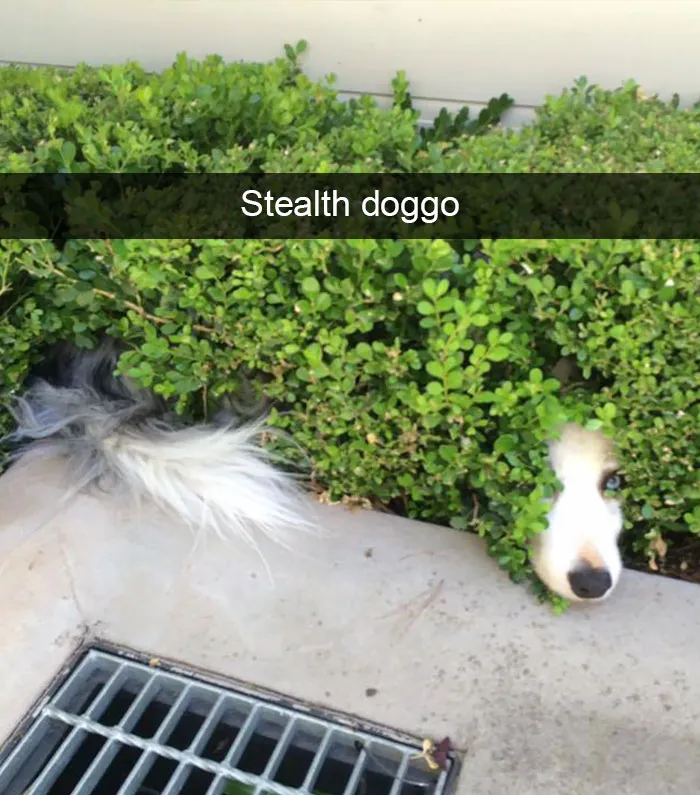 166 Hilarious Dog Snapchats That Are Impawsible Not To Laugh At (Part 2)