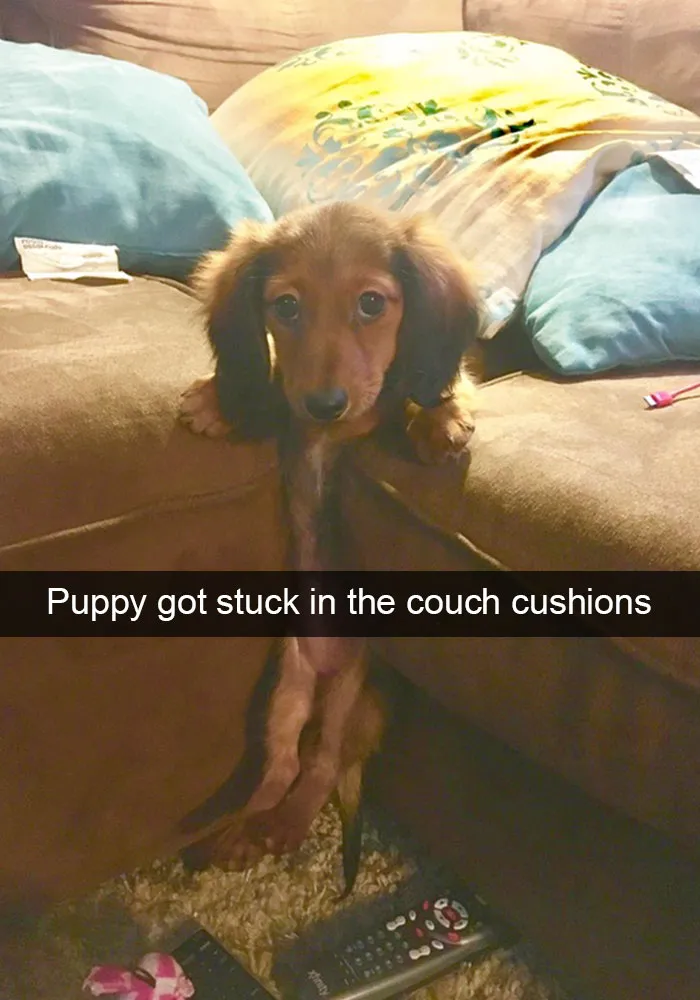 166 Hilarious Dog Snapchats That Are Impawsible Not To Laugh At (Part 2)