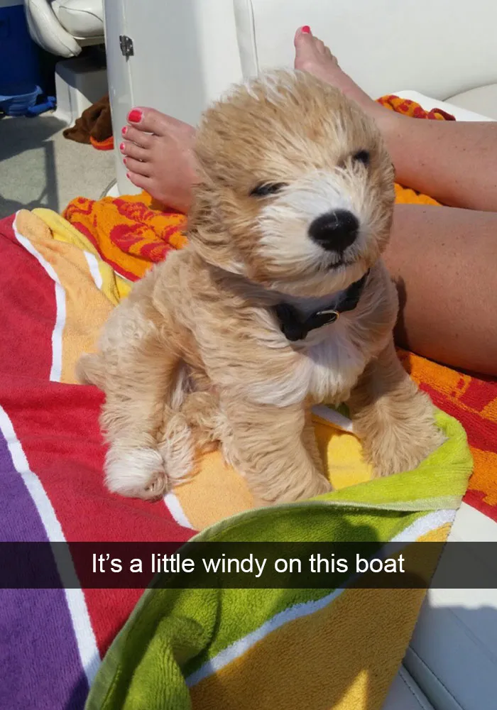 166 Hilarious Dog Snapchats That Are Impawsible Not To Laugh At (Part 2)