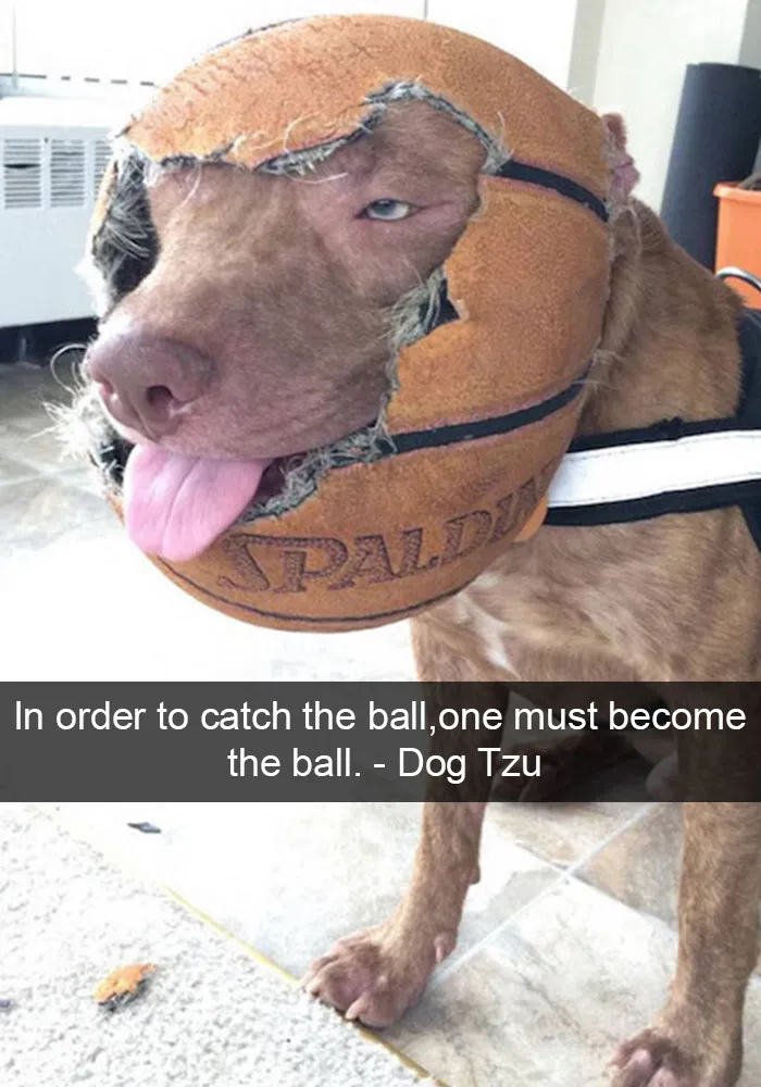166 Hilarious Dog Snapchats That Are Impawsible Not To Laugh At (Part 2)