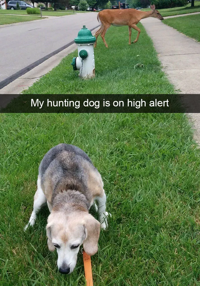 166 Hilarious Dog Snapchats That Are Impawsible Not To Laugh At (Part 2)