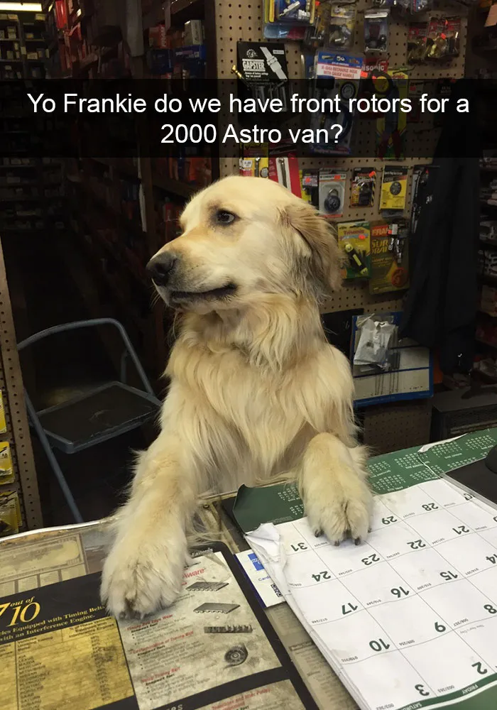 166 Hilarious Dog Snapchats That Are Impawsible Not To Laugh At (Part 2)