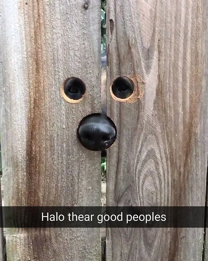 166 Hilarious Dog Snapchats That Are Impawsible Not To Laugh At (Part 2)