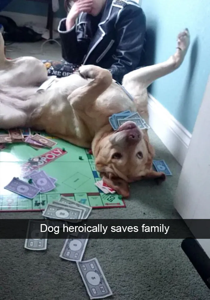 166 Hilarious Dog Snapchats That Are Impawsible Not To Laugh At (Part 2)