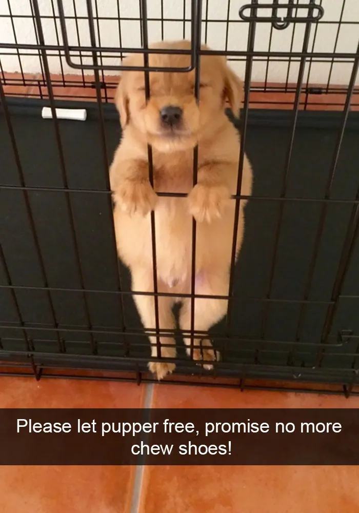 166 Hilarious Dog Snapchats That Are Impawsible Not To Laugh At (Part 2)