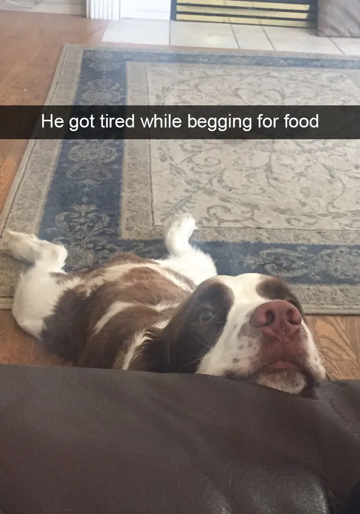 166 Hilarious Dog Snapchats That Are Impawsible Not To Laugh At (Part 2)