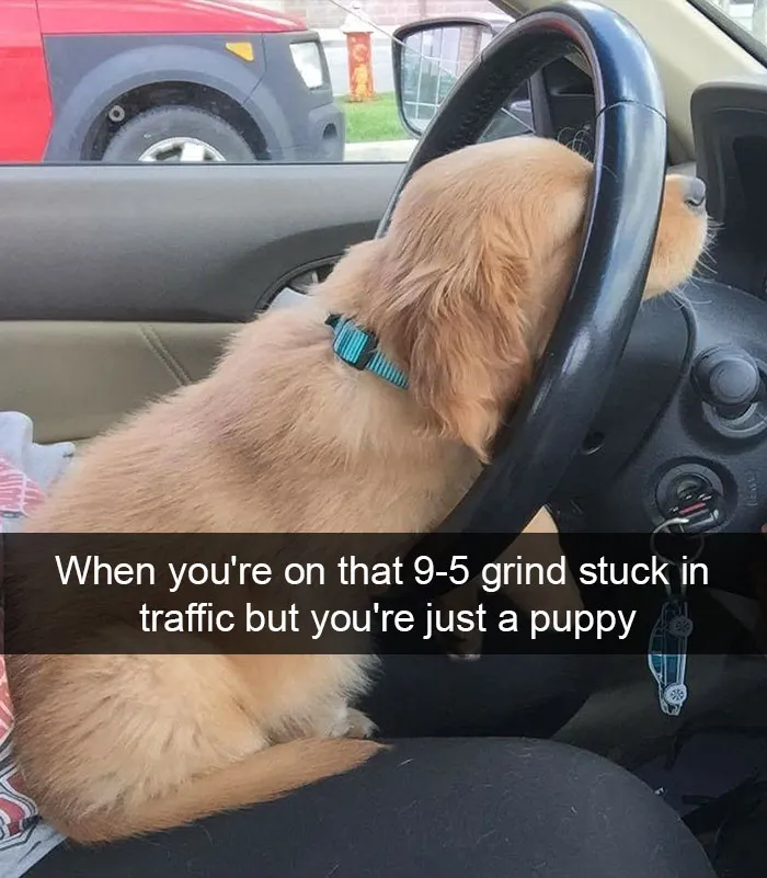 166 Hilarious Dog Snapchats That Are Impawsible Not To Laugh At (Part 2)