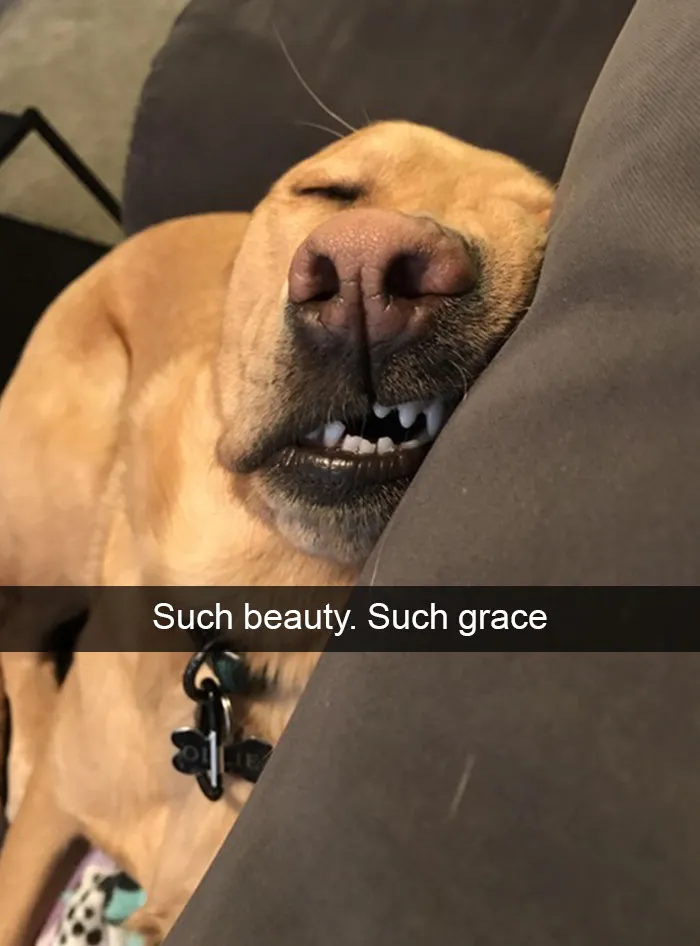 166 Hilarious Dog Snapchats That Are Impawsible Not To Laugh At (Part 2)