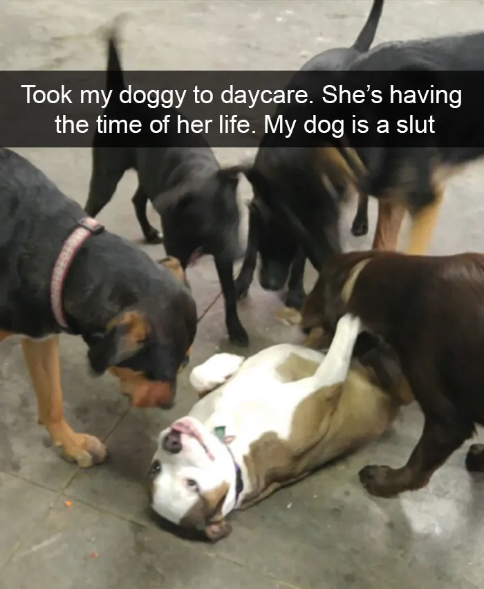 166 Hilarious Dog Snapchats That Are Impawsible Not To Laugh At (Part 2)
