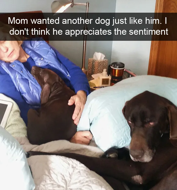 166 Hilarious Dog Snapchats That Are Impawsible Not To Laugh At (Part 2)